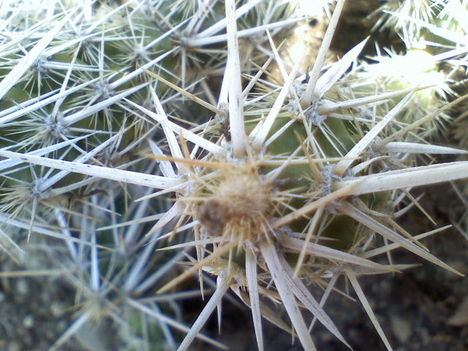 Corynopuntia clavata