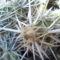 Corynopuntia clavata