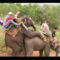 Elefántok fuvarban gview