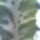 Euphorbia-003_352527_60438_t