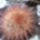 Mammillaria-003_352484_72329_t