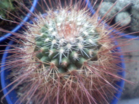 Mammillaria