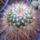 Mammillaria-004_352483_64573_t