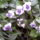 18_thumb_353522_80497_t