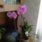 első orchideám