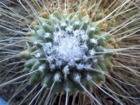 Mammillaria spinosissima 'uno pico'