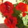 Novenyek-004_353126_31856_t