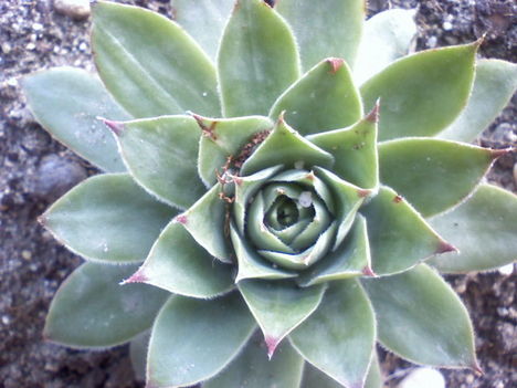 Sempervivum