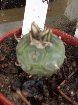 Turbinicarpus polaskii