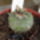 Turbinicarpus_polaskii-001_353646_41173_t