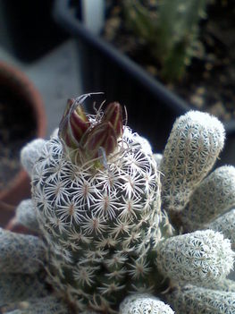 Turbinicarpus pseudomacrochele ssp.kranzianus