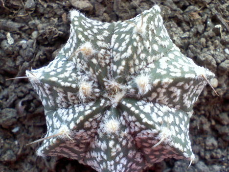 Astrophytum capricorne cv.supercabuto