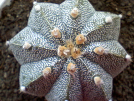 Astrophytum myriostigma hibrid