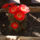 Echinopsis_obrepanda_354220_74826_t
