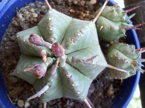 Euphorbia horrida 1