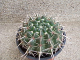 Notocactus