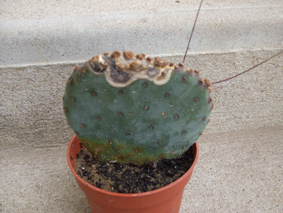 Opuntia macrocentra