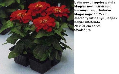 zinnia4