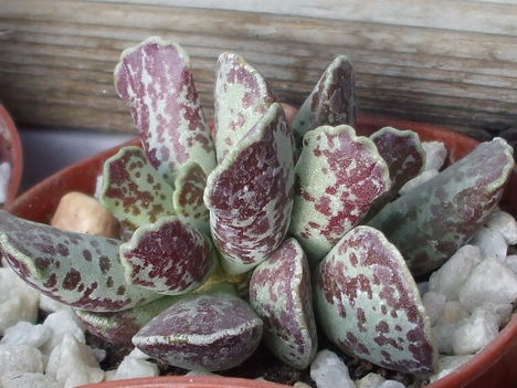 Adromischus cooperi 1