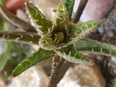 Aloe juvenna