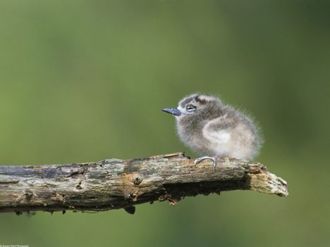 Fairy_Tern,_Midway_Island