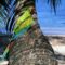 Great_Green_Macaw