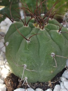 Gymnocalycium