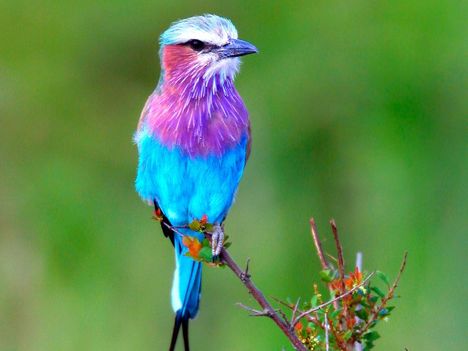 Lilac_Breasted_Roller,_Africa