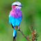 Lilac_Breasted_Roller,_Africa