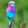 Lilac_breasted_roller_africa_356397_50243_t