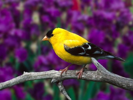 Male_American_Goldfinch