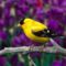 Male_American_Goldfinch