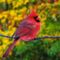 Male_Northern_Cardinal