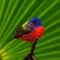 Male_Painted_Bunting,_Everglades_National_Park,_Florida