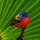 Male_painted_bunting_everglades_national_park_florida_356402_46581_t