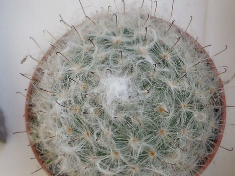 Mammilaria bosacana var