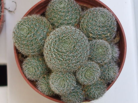 Mammillaria 1