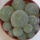 Mammillaria_1_356968_86673_t