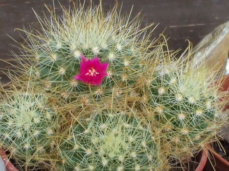 Mammillaria 3