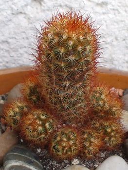 Mammillaria elongata f. rubra