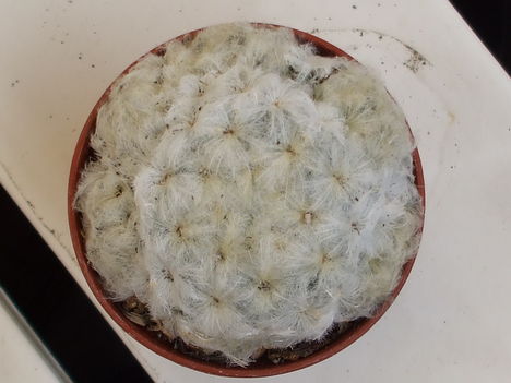 Mammillaria plumosa