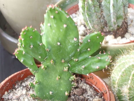 Opuntia