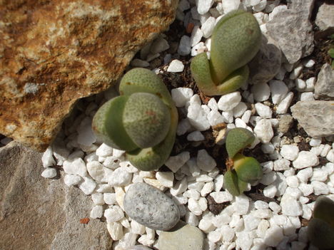 Pleiospilos nelii