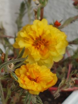 Portulaca 1