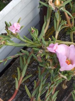 Portulaca 2