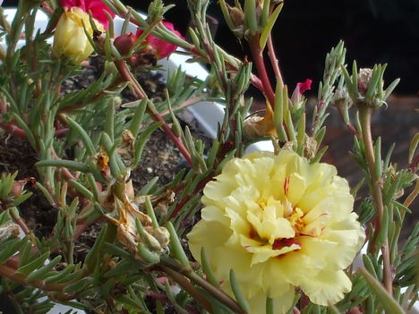 Portulaca 4