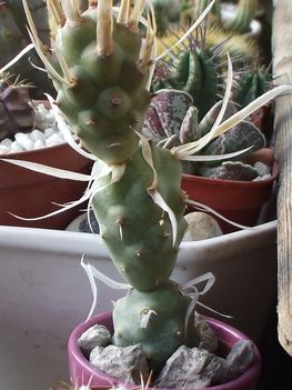 Tephorocactus articulatus