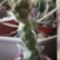 Tephorocactus articulatus