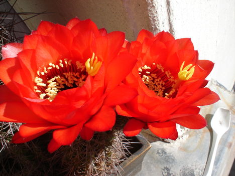 DSC06710a kaktusz virága