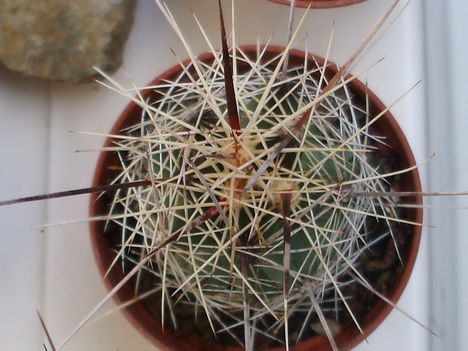 Echinopsis